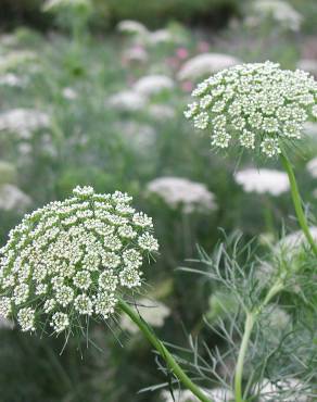 Fotografia 1 da espécie Ammi visnaga no Jardim Botânico UTAD