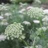 Fotografia 1 da espécie Ammi visnaga do Jardim Botânico UTAD