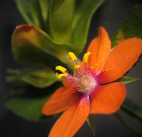 Fotografia da espécie Anagallis arvensis subesp. arvensis