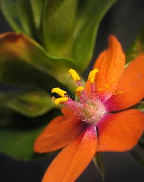 Fotografia 5 da espécie Anagallis arvensis subesp. arvensis no Jardim Botânico UTAD