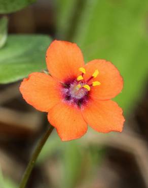 Fotografia 8 da espécie Anagallis arvensis subesp. arvensis no Jardim Botânico UTAD