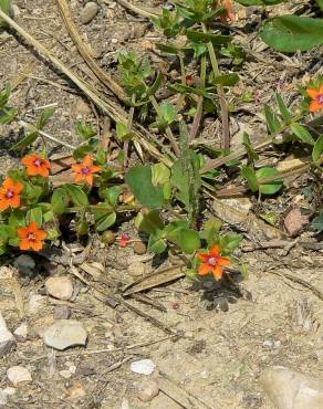 Fotografia 9 da espécie Anagallis arvensis subesp. arvensis no Jardim Botânico UTAD