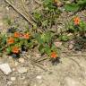 Fotografia 9 da espécie Anagallis arvensis subesp. arvensis do Jardim Botânico UTAD