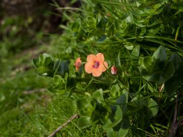 Fotografia da espécie Anagallis arvensis subesp. arvensis