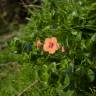 Fotografia 10 da espécie Anagallis arvensis subesp. arvensis do Jardim Botânico UTAD