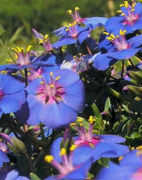 Fotografia 4 da espécie Anagallis monelli no Jardim Botânico UTAD