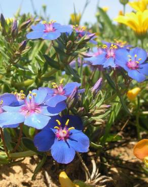 Fotografia 5 da espécie Anagallis monelli no Jardim Botânico UTAD