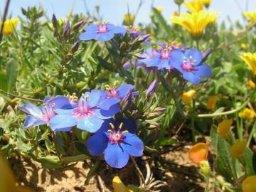 Fotografia da espécie Anagallis monelli