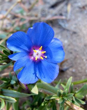 Fotografia 7 da espécie Anagallis monelli no Jardim Botânico UTAD