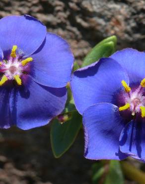 Fotografia 9 da espécie Anagallis monelli no Jardim Botânico UTAD