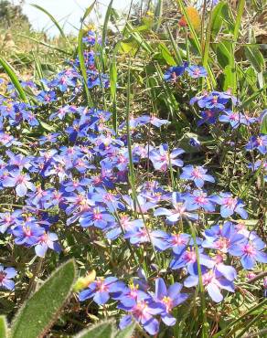 Fotografia 10 da espécie Anagallis monelli no Jardim Botânico UTAD