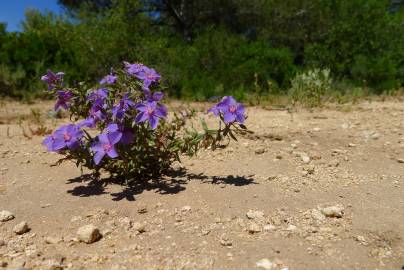 Fotografia da espécie Anagallis monelli