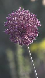 Fotografia da espécie Allium ampeloprasum