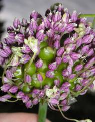 Allium ampeloprasum