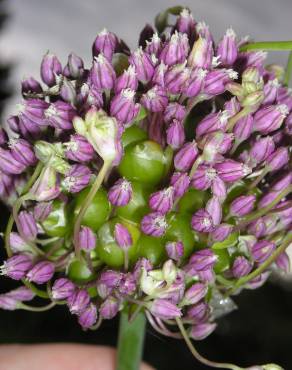 Fotografia 1 da espécie Allium ampeloprasum no Jardim Botânico UTAD