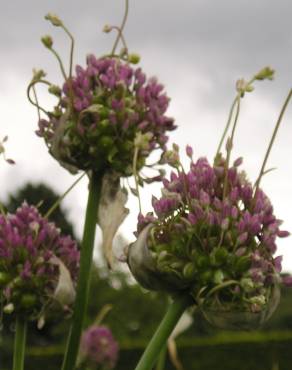 Fotografia 5 da espécie Allium ampeloprasum no Jardim Botânico UTAD