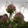 Fotografia 5 da espécie Allium ampeloprasum do Jardim Botânico UTAD