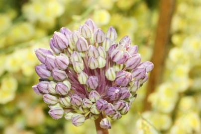 Fotografia da espécie Allium ampeloprasum