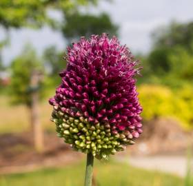 Fotografia da espécie Allium sphaerocephalon