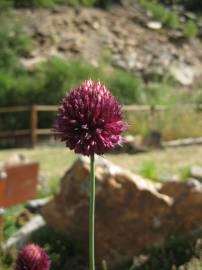 Fotografia da espécie Allium sphaerocephalon