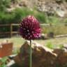 Fotografia 5 da espécie Allium sphaerocephalon do Jardim Botânico UTAD