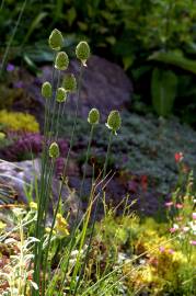 Fotografia da espécie Allium sphaerocephalon