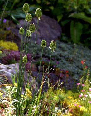 Fotografia 6 da espécie Allium sphaerocephalon no Jardim Botânico UTAD