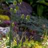 Fotografia 6 da espécie Allium sphaerocephalon do Jardim Botânico UTAD