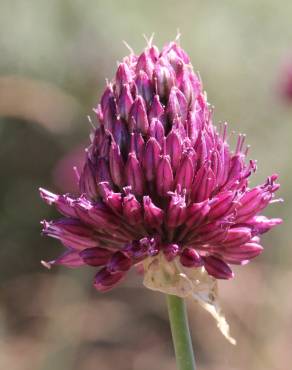 Fotografia 7 da espécie Allium sphaerocephalon no Jardim Botânico UTAD