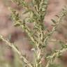 Fotografia 5 da espécie Amaranthus albus do Jardim Botânico UTAD