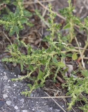 Fotografia 6 da espécie Amaranthus albus no Jardim Botânico UTAD