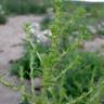 Fotografia 7 da espécie Amaranthus albus do Jardim Botânico UTAD