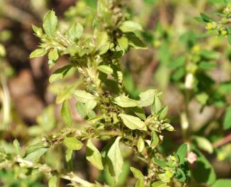 Fotografia da espécie Amaranthus albus