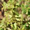 Fotografia 8 da espécie Amaranthus albus do Jardim Botânico UTAD