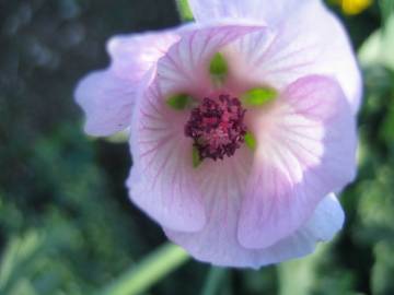 Fotografia da espécie Althaea officinalis