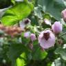 Fotografia 6 da espécie Althaea officinalis do Jardim Botânico UTAD