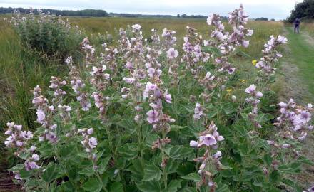 Fotografia da espécie Althaea officinalis