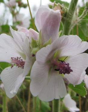 Fotografia 8 da espécie Althaea officinalis no Jardim Botânico UTAD