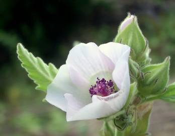 Fotografia da espécie Althaea officinalis