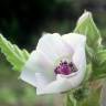 Fotografia 9 da espécie Althaea officinalis do Jardim Botânico UTAD