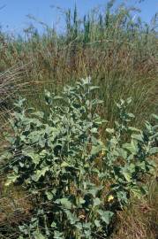 Fotografia da espécie Althaea officinalis