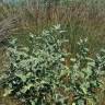 Fotografia 10 da espécie Althaea officinalis do Jardim Botânico UTAD