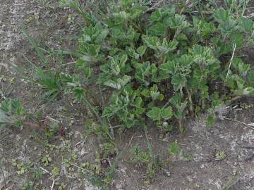 Fotografia da espécie Althaea officinalis