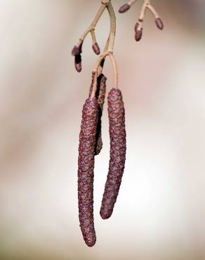 Fotografia 3 da espécie Alnus glutinosa no Jardim Botânico UTAD