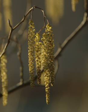 Fotografia 5 da espécie Alnus glutinosa no Jardim Botânico UTAD