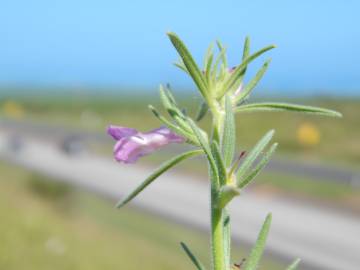 Fotografia da espécie Antirrhinum orontium subesp. orontium var. orontium