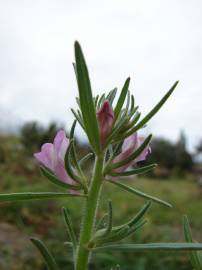 Fotografia da espécie Antirrhinum orontium subesp. orontium var. orontium