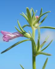 Fotografia da espécie Antirrhinum orontium