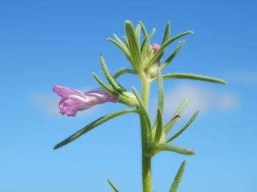 Fotografia da espécie Antirrhinum orontium subesp. orontium var. orontium