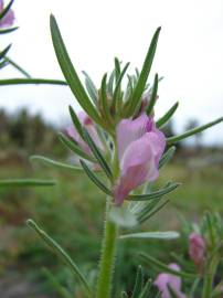 Fotografia da espécie Antirrhinum orontium subesp. orontium var. orontium